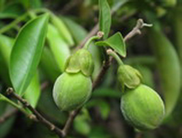 Aquilaria sinensis 土沉香