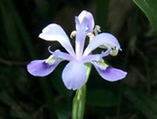 Iris speculatrix 小花鳶尾