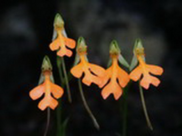 Habenaria rhodocheila 橙黃玉鳳花