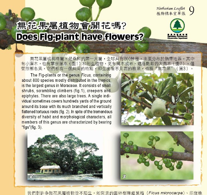 9. Does Fig-plant have flower? (Bilingual)